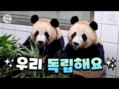 [ENG]루이후이의 마지막 판월 퇴근 모습 담긴 오늘의 판다와쏭!｜#판다와쏭 #223