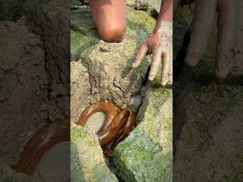 Finding Secret Eel fish hole in dry season  #fishing #shorts