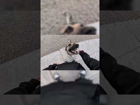 Biker's Cute Dog Does This...! @cozyrevs