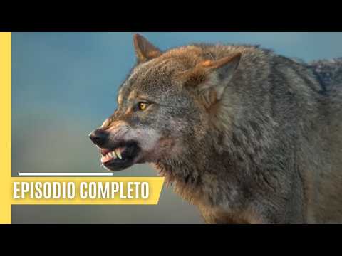 Animales de poder y misterio - La legendaria fauna de Iberia | Episodio Completo