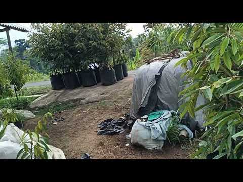 BIBIT DURIAN UNGGUL PENDEK SUDAH BERBUAH ❗ SUPERAN♥️