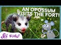 Exploring Marsupials and Adaptation
