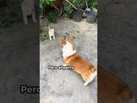Un hombre se encuentra con un cachorro callejero por casualidad #animales #shorts