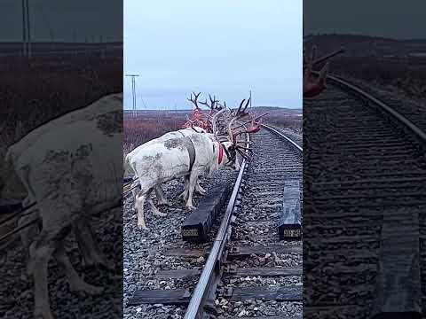 Nomads arctic reindeer herders #nomadsofthefarnorthofyamal