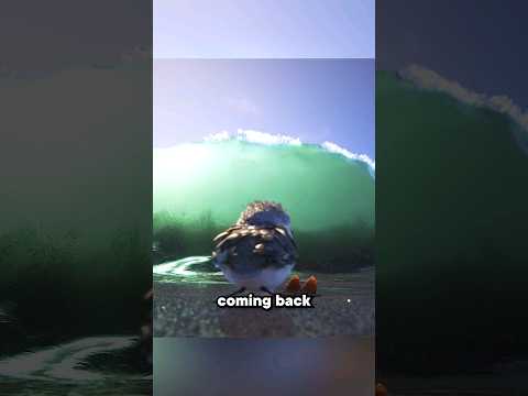Bird is scared of waves #shorts