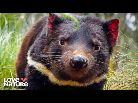 Tasmanian Devils Are Pure Chaos | Secret Life of the Tasmanian Devil 101
