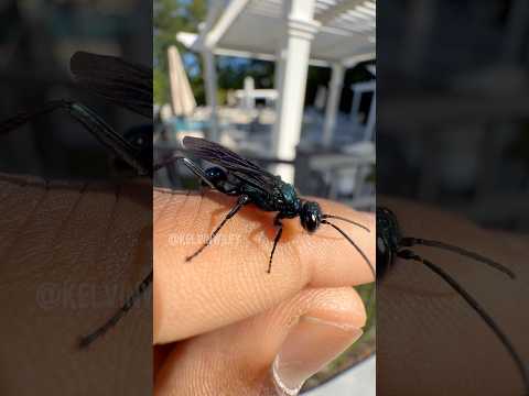 HANDLING A BLUE WASP!!!