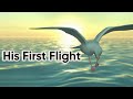 Young Seagull's Journey to Flight