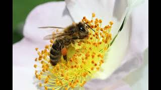 Aufbau eines Bienenstocks
