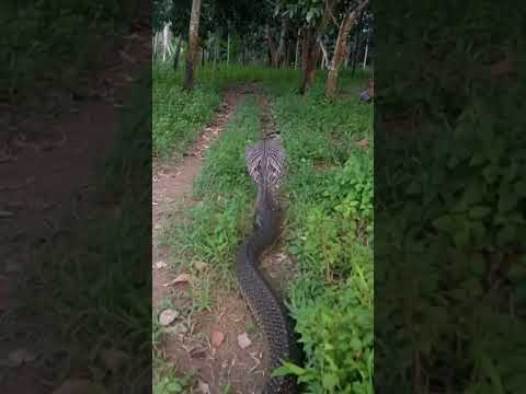 งูอะไร!?@pranprichannel