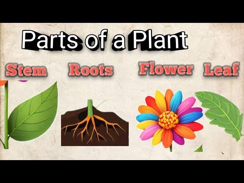 Parts of a  Plant/  Flower-Stem -leaf-root - YouTube(2:44)