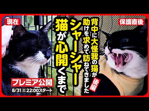 【野良猫 保護】背中に大ケガを負っていたシャーシャー猫…人を信じて欲しい【後編】