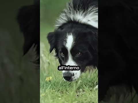 QUESTO CANE ha COMMOSSO TUTTI in OSPEDALE ๐ฑ๐คฉ