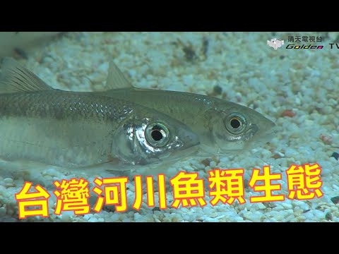 台灣河川魚類生態-台灣生態記事系列11 - YouTube(21分41秒)(看到6分03秒)