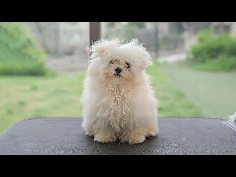 꼬질미 유지 한다 vs 이정도면 미용 해야한다