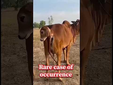 Rare case of occurrence #ytshorts #cow #viral