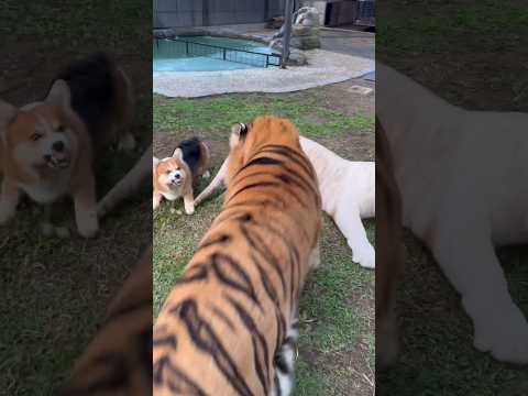 Brave Dog save Snowy from Kenzo 😳 #tiger #babycats #tigercat #babytigers #tigerfight #zoo #kenzo
