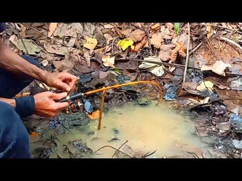 PEMANCING IKAN LEMBAT | MANCING IKAN LEMBAT DAPAT BESAR DI LUBANG HUTAN | fishing 2025