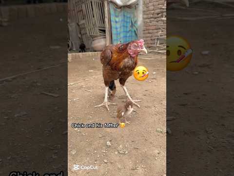 White Jawa helps the chick of peela#youtube #help #viralvideo #ytshorts