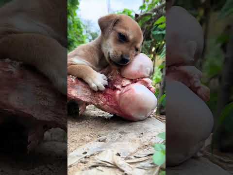 Puppy chewing big bone Cute pet debut plan Dog Golden Sun original