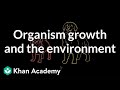 Understanding Dandelions and Genetic & Environmental Factors