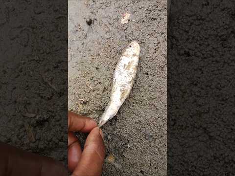 আজ পুকুরে মাছটা কিভাবে মারা গেল 😭😥🐟(105)bengali village fishing video || bangla fishing shots #fish