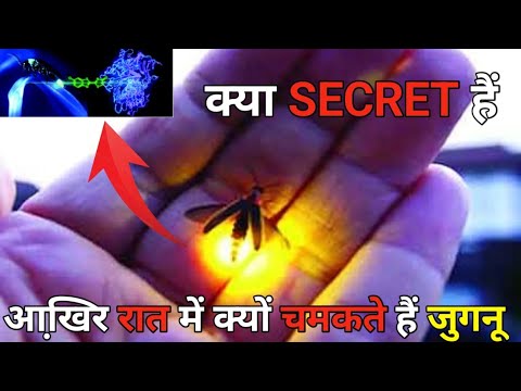 जुगनू रात में क्यों चमकते हैं ? क्या है विज्ञान by #dhakadkfacts