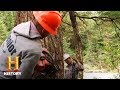 Logging in Alaska: A Study Guide