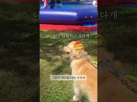 물놀이장에 이성잃은 금쪽이 대형견