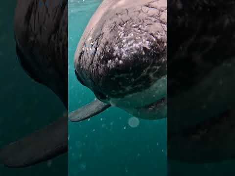 Goa The Great White Shark