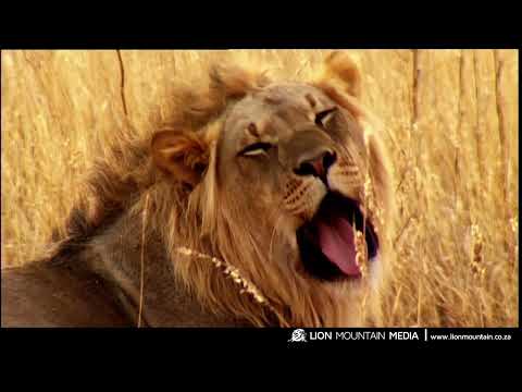 Quirky African Lion Facts You Probably Didn’t Know! #lion