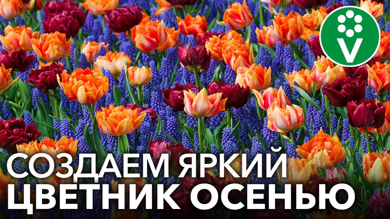 Эффектный цветник из луковичных по всем правилам + схема посадки