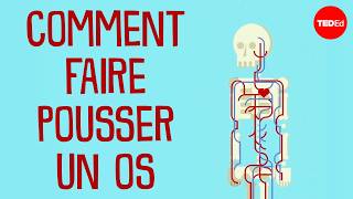 Comment faire pousser un os - Nina Tandon