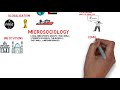 Sociology Concepts and Globalization Effects