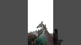 A unique giraffe sighting!