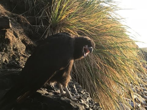 Birdlife of the Falkland Islands