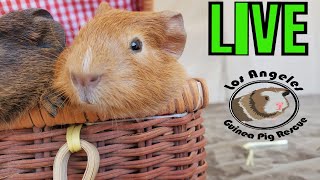 Newborn Baby Guinea Pigs Absolutely Everywhere #la400