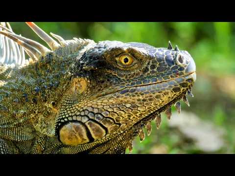 YouTube video thumbnail: Costa Rican Wildlife