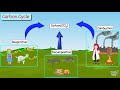 Carbon Cycle and Atmospheric Composition