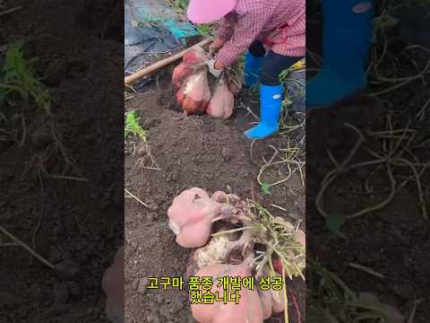 세계를 놀라게 한 한국의 유전자 변형 고구마