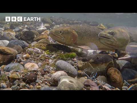When Yellowstone's Rivers Become a Predator Playground | BBC Earth