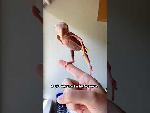 The parrot has grown back its feathers#animals #parrot #cute #friendship #shorts