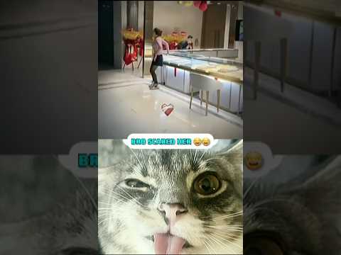 CUTE CAT MEME PT.3 || #memes #react #funnymemes #cat #duet