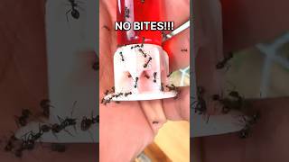 HANDFEEDING MY ANTS!!