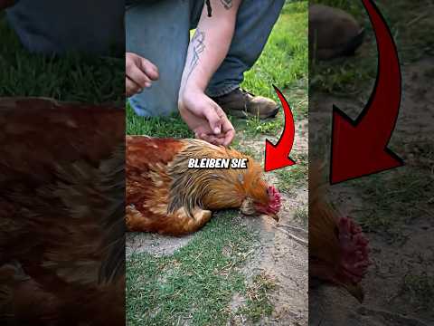 Tun Sie das niemals Hühnern! 😱 Tonische Unbeweglichkeit