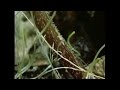 Ecological Partnerships and Adaptations