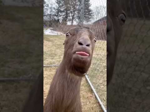 Aku punya kambing #shortsvideo