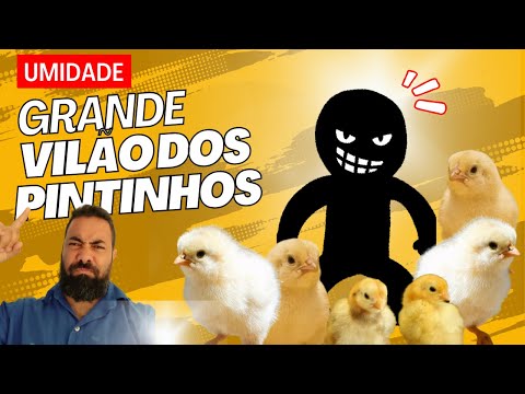 🐥🐥GRANDE VILÃ NA CRIAÇÃO DE PINTINHOS CAIPIRA 🐣 🐥 🐔