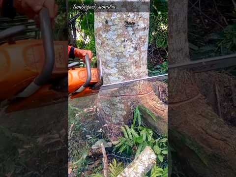 a great trick to cut down a bayu tree#lumberjack#cuttingdowntrees#cuttingwood#chainsaw
