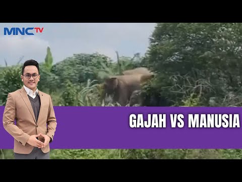 Kawanan Gajah Masuk Permukiman Warga | LIS | 03/07